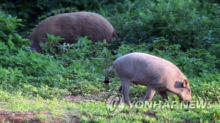 강원 ASF 감염 멧돼지 잇따라…전국 최다 화천군 입산자제 요청