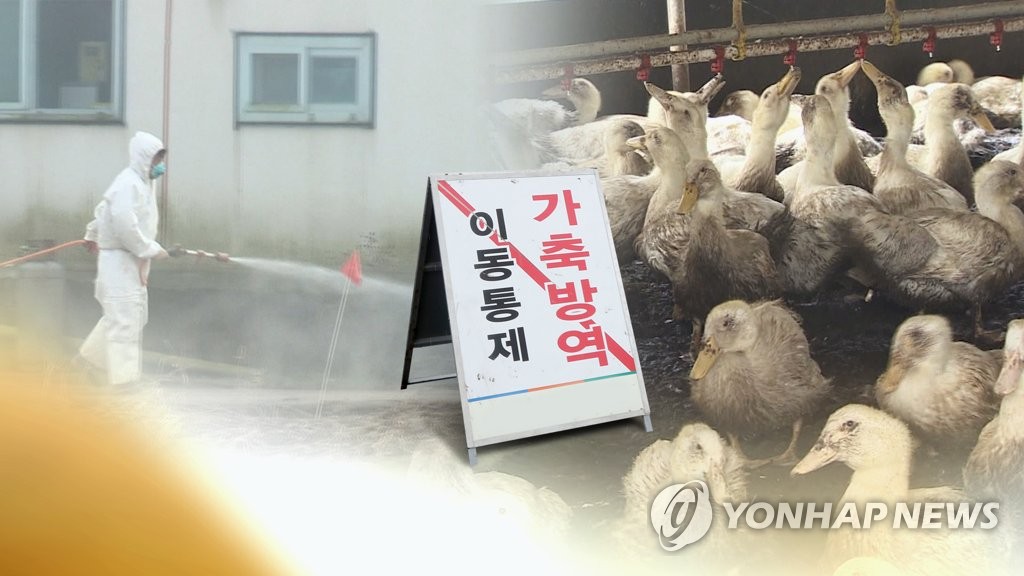 강원 고병원성 AI로 인한 가금 이동 제한 모두 해제