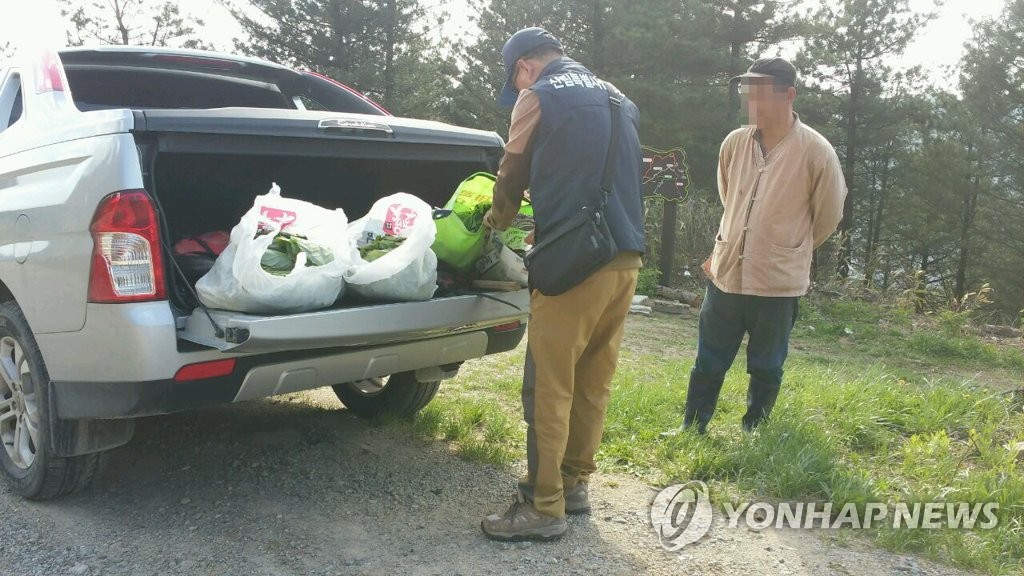 "산행 중 임산물 채취 안돼요"…전북도 5월까지 집중 단속