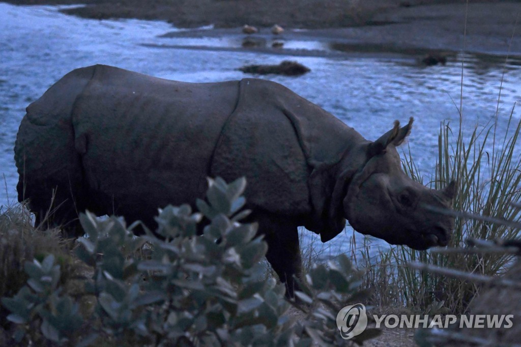 멸종위기 네팔 코뿔소의 컴백…100여 마리 번식 성공