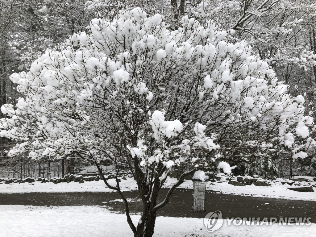 여름 날씨 같던 뉴욕에 갑자기 15cm 폭설 예고…기상이변?