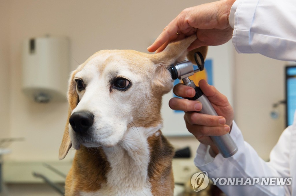 전체 가구의 28% 반려동물 키워…48% "동물학대 처벌 약해" 의견