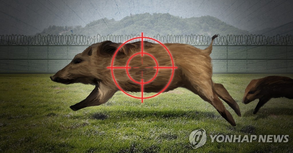 강원 ASF 감염 멧돼지 잇따라…전국 최다 화천군 입산자제 요청