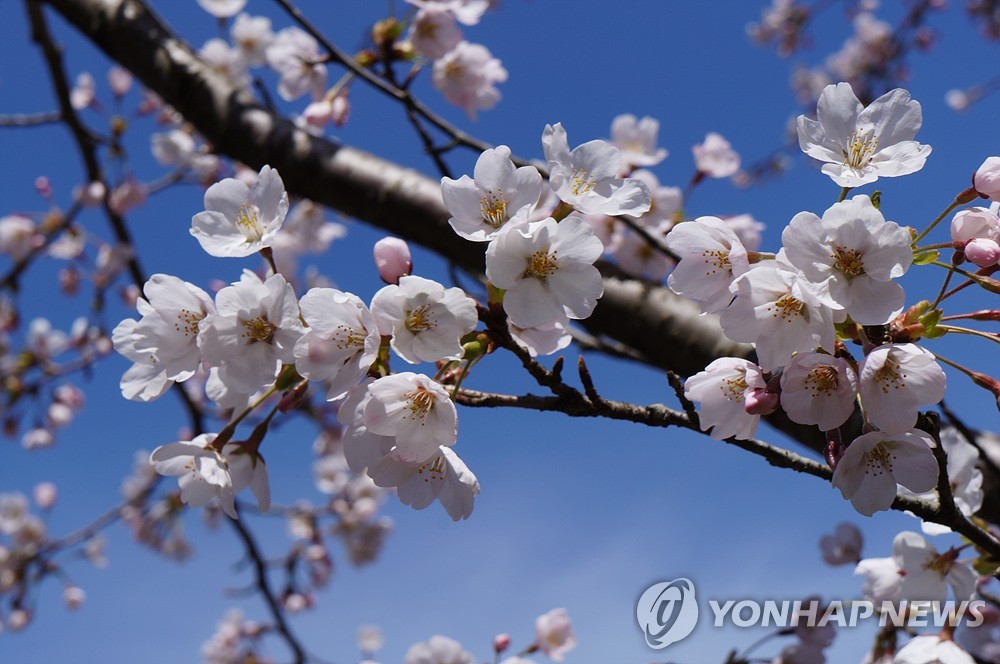 왕벚꽃 활짝 핀 한라산 등산객 유혹…10일 일찍 개화