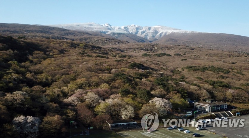 왕벚꽃 활짝 핀 한라산 등산객 유혹…10일 일찍 개화