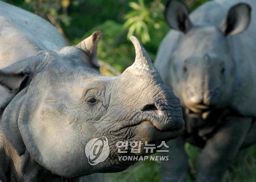 멸종위기 네팔 코뿔소의 컴백…100여 마리 번식 성공