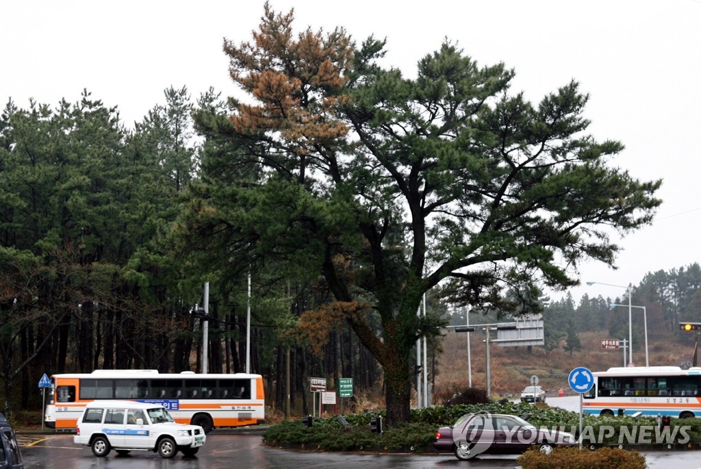 60여명 사상 교통사고 제주대 입구에 인명 지키던 고목 있었다