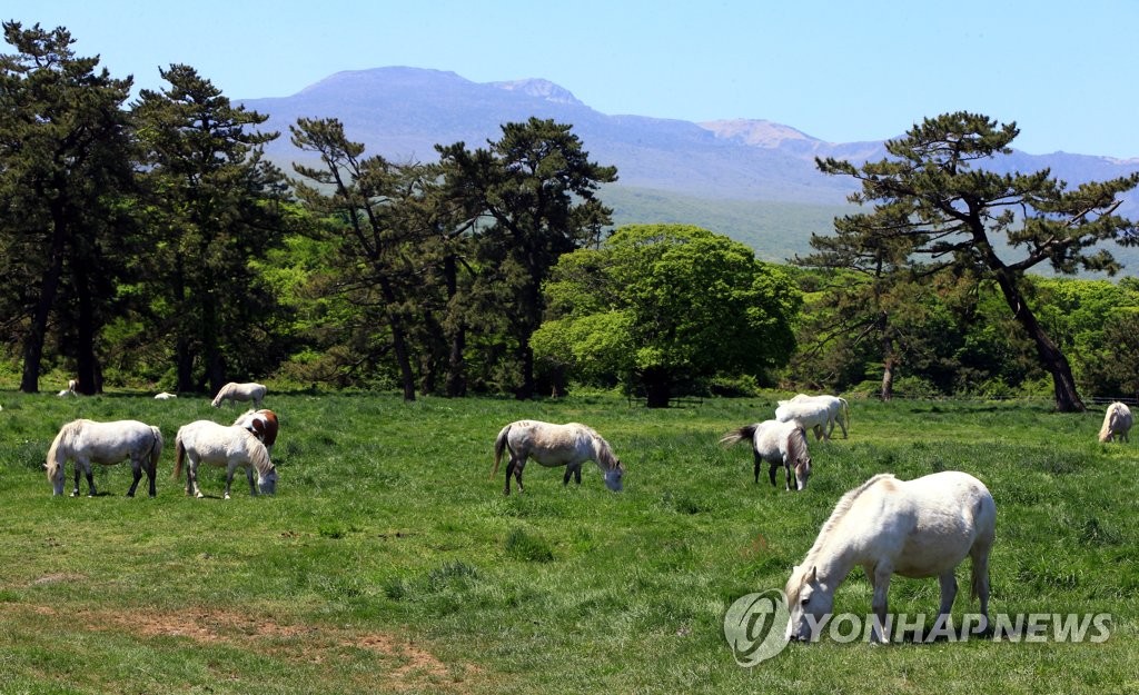 천연기념물 제주마 한라산 초원으로…'고수목마' 재현