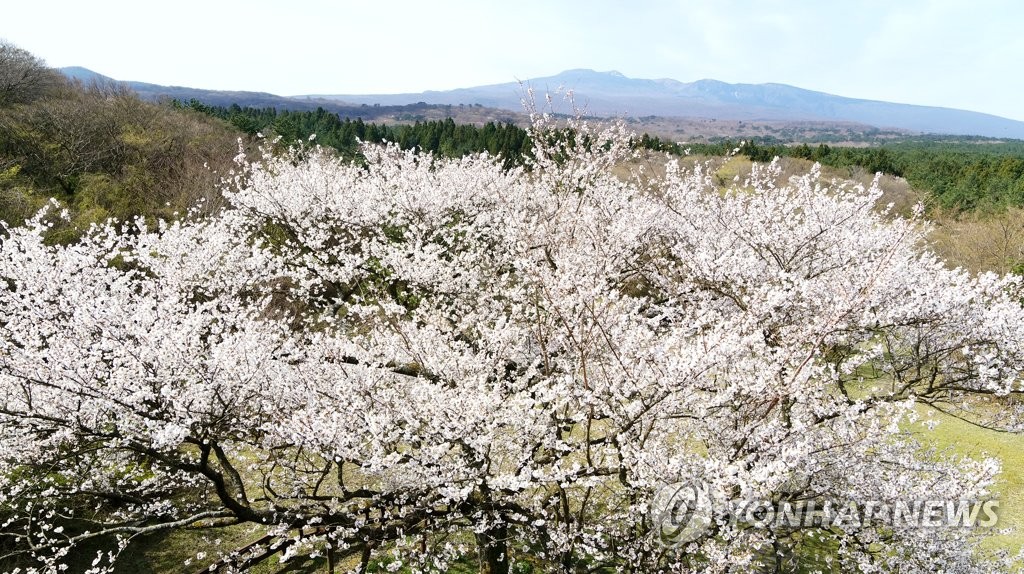 [픽! 제주] 한라산 왕벚나무 자생지 찾은 필립 르포르 주한 프랑스 대사