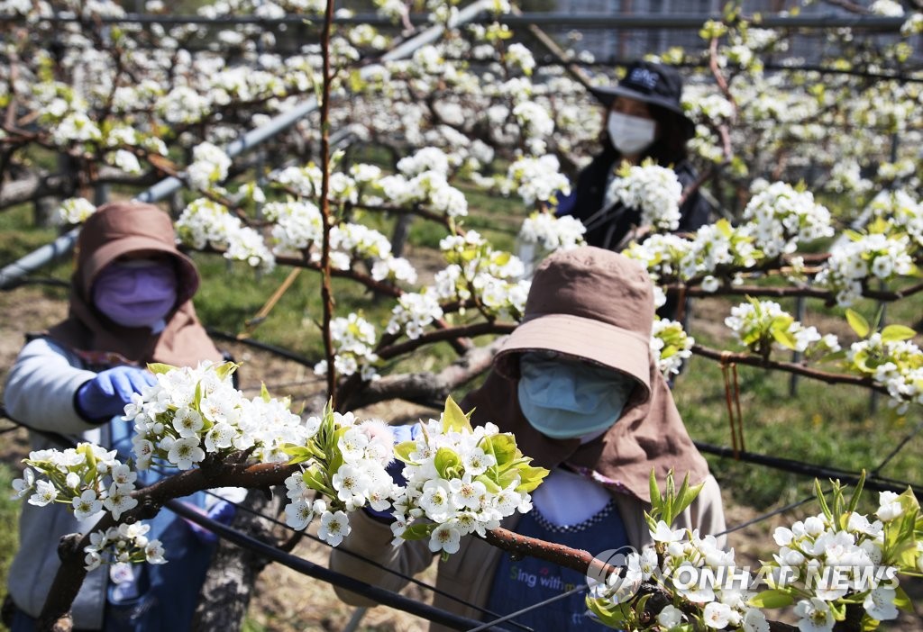 울주군, 드론으로 배꽃 수분…시연회 개최