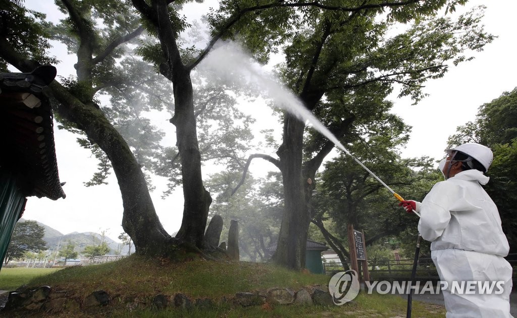 강원 외래 돌발해충 부화율 전년보다 20%가량 줄어