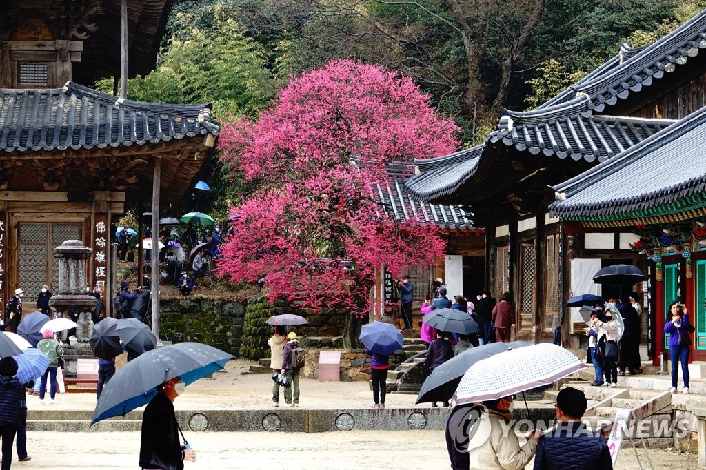 [여기 어때] 三大三美 그리고 三色…구례의 봄