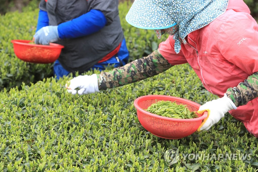 [픽! 제주] 사흘 빨라진 돌송이차밭의 해차 수확