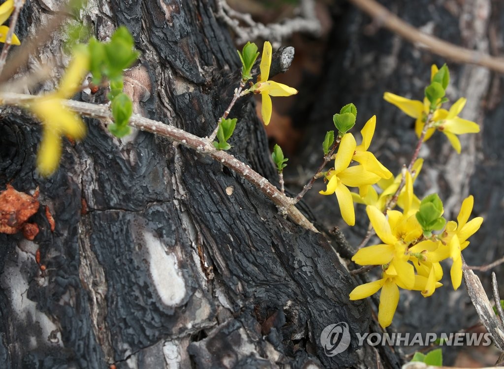 "2년 전 악몽 없기를"…강원 청명·한식일 산불 방지 총력