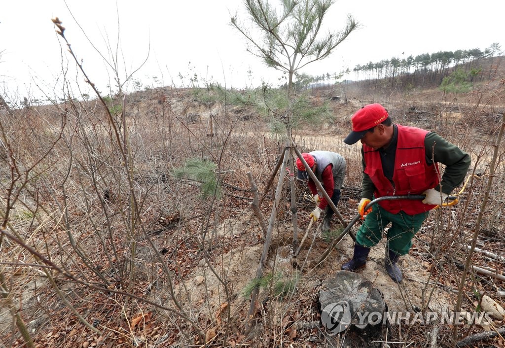 [르포] '강원산불 2년' 아물지 않은 상처·다시 돋는 희망