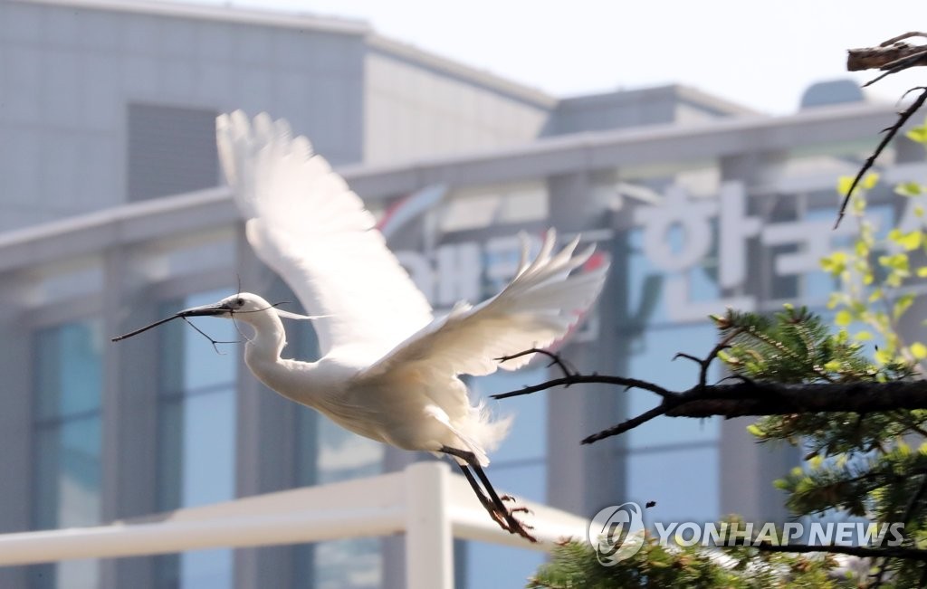 [르포] 도심 속 서글픈 '셋방살이' 철새 떼…머나먼 공존의 길