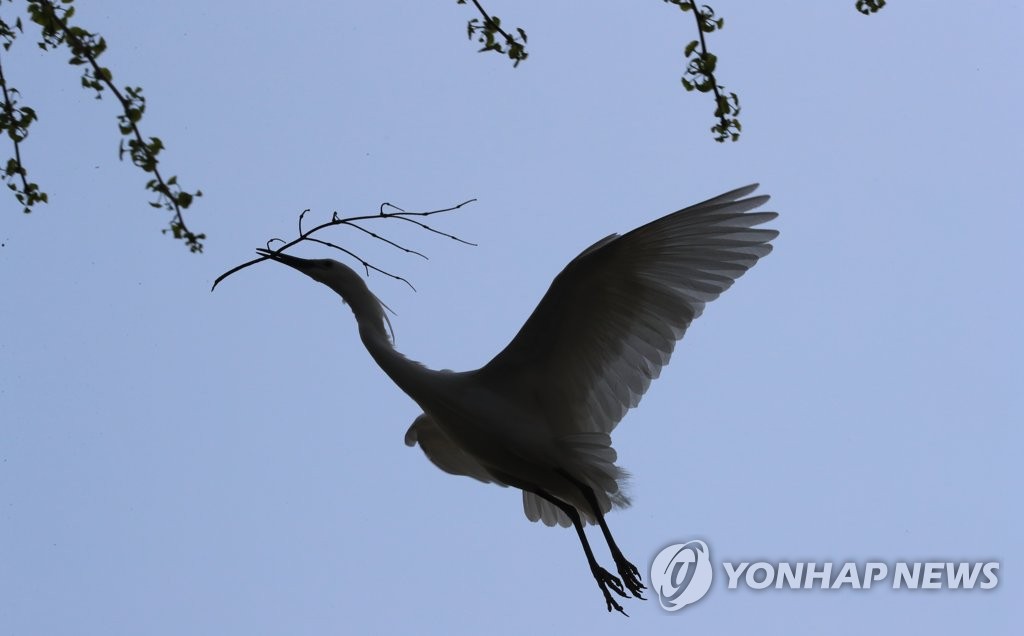 [르포] 도심 속 서글픈 '셋방살이' 철새 떼…머나먼 공존의 길