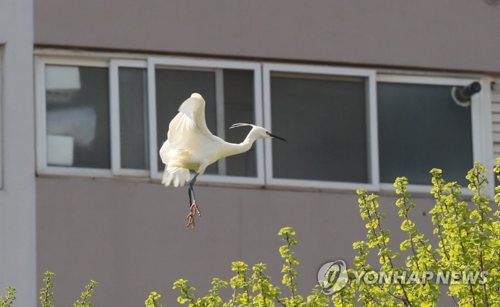 [르포] 도심 속 서글픈 '셋방살이' 철새 떼…머나먼 공존의 길