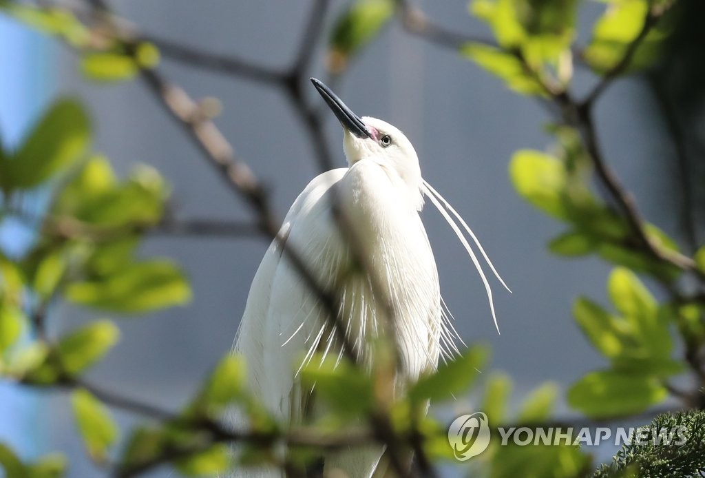 [르포] 도심 속 서글픈 '셋방살이' 철새 떼…머나먼 공존의 길