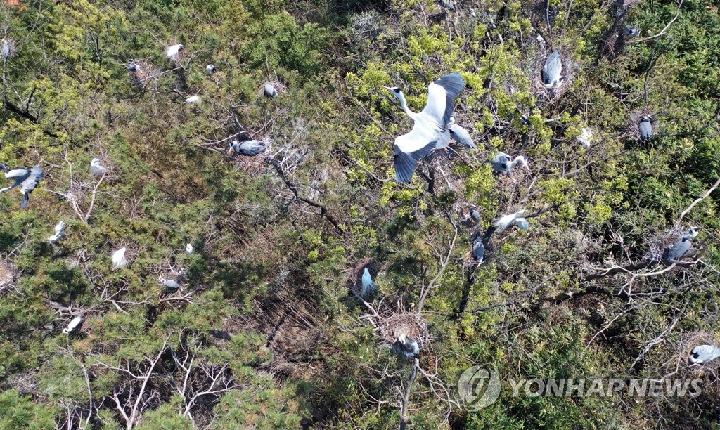 [르포] 도심 속 서글픈 '셋방살이' 철새 떼…머나먼 공존의 길