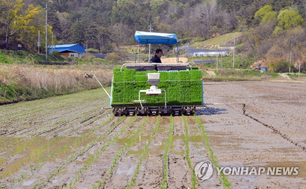 [픽!순창] 올해 첫 모내기…추석 전 수확 예정