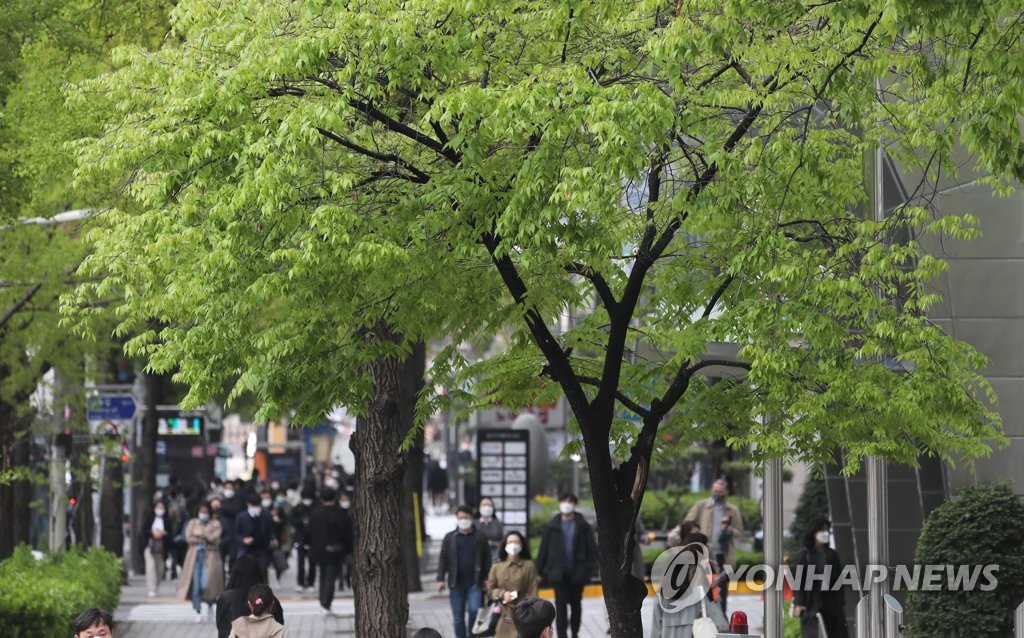 원주시 30억 들여 바람길 숲 가로수 조성