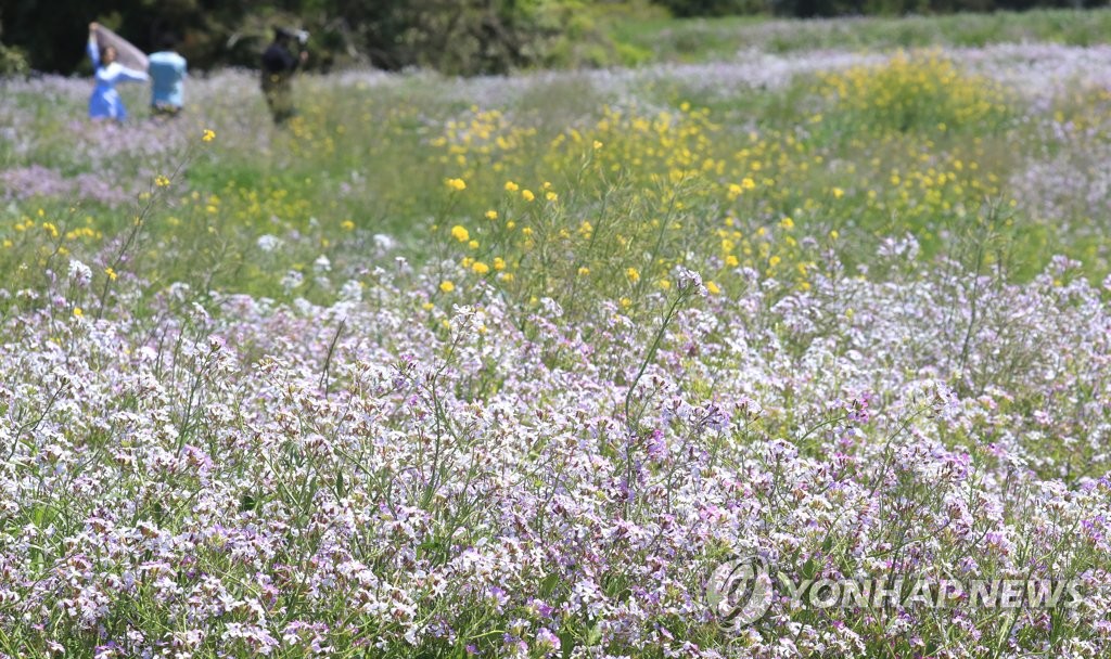 [내일날씨] 낮 기온 25도 안팎…미세먼지 양호