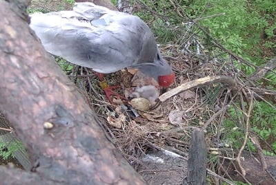 [속보] 야생 방사한 따오기 자연부화 성공…국내 멸종 42년 만