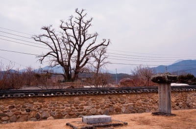 경북 보호수에 얽힌 이야기 발굴…관광 자원화