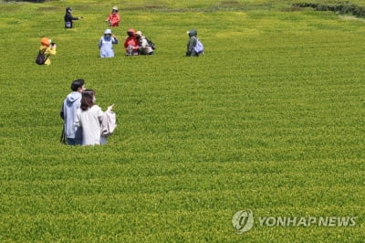 올해도 코로나19 특수?!…제주 이른 성수기 '바쁘다 바빠'