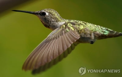 캐나다서 벌새 둥지에 '환경파괴 논란' 송유관 공사 4개월 중단