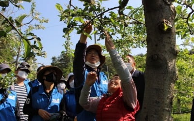 '농번기 일손돕기' 지점장 총출동한 농협은행 서울강북사업부