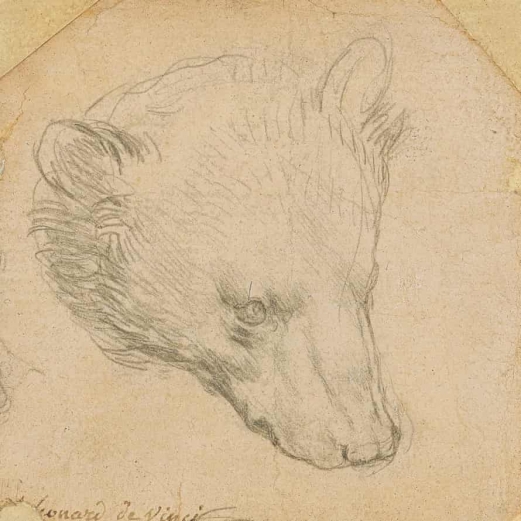 레오나르도 다빈치 작 '곰 머리' 드로잉  /가디언 홈페이지 캡처