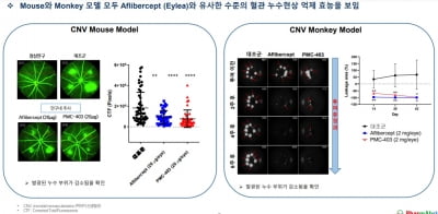 파멥신 "PMC-403, 혈관 정상화로 황반변성 치료 가능성 확인"