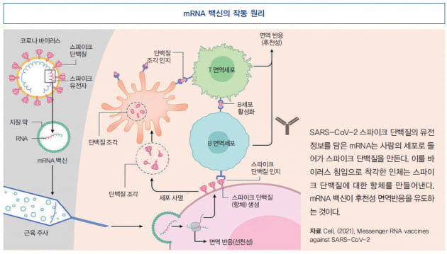 [특별 기고] 변이바이러스를 이겨내는 더 효과적인 방법…백신(Vaccine)인가, 건강(Immunity)인가?]