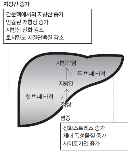 [Cover Story - ANALYSIS] 비알코올성 지방간염 치료제의 미래