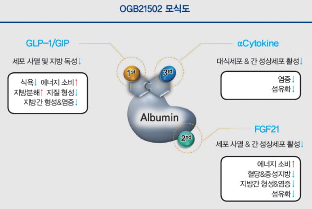 [Cover Story - COMPANY] 원진바이오테크놀로지, 4중 멀티타깃 전략으로 NASH 잡는다