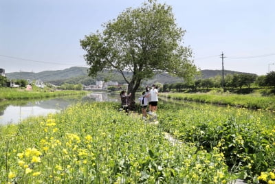 경기 용인시, 코로나 블루 시대 '시민들의 짧은 힐링 위해 곳곳에 꽃밭조성'