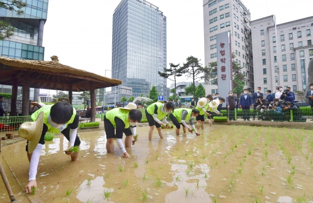 농업박물관 도심 속 모내기