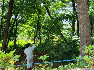 산림청, 중앙 산림병해충 예찰·방제대책본부 운영