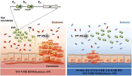 쎌바이오텍 "대장암 신약, 마이크로바이옴 조절 효과 확인"