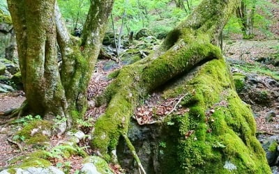 [JAPAN NOW] 원령공주를 만날 것 같은 도쿄 '이끼 숲' 하이킹