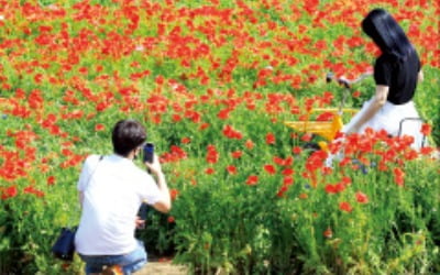  양귀비의 치명적 매력