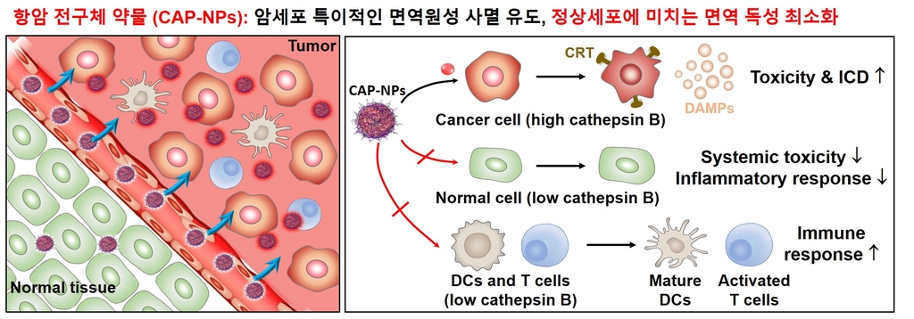 [사이테크 플러스] '항암·면역강화를 동시에'… 무독성 면역치료제 후보약물 개발