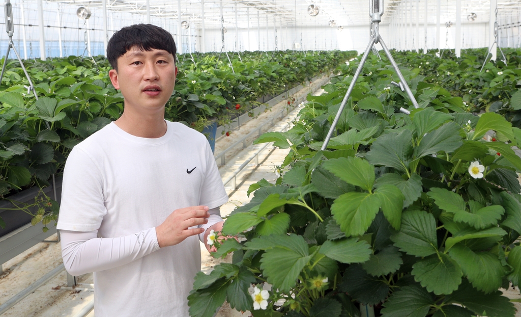 [귀농귀촌] ① 스마트팜 딸기로 귀농 1년 만에 자립 앞둔 강정구씨