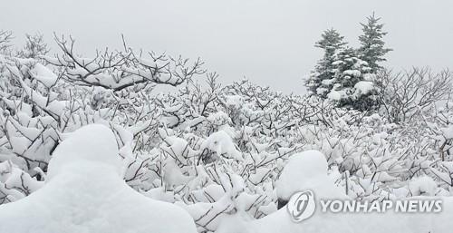 강원 지역 비…해발 1천ｍ 산지엔 10㎝ 이상 눈