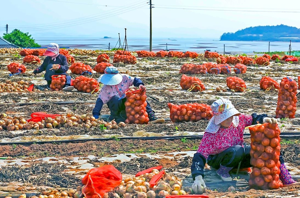 무안군 '코로나 극복' 양파 사주기 운동