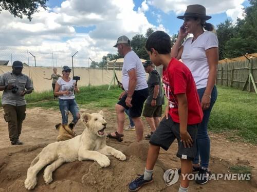 남아공 사냥용 사자 사육 등 금지…사자뼈 거래도