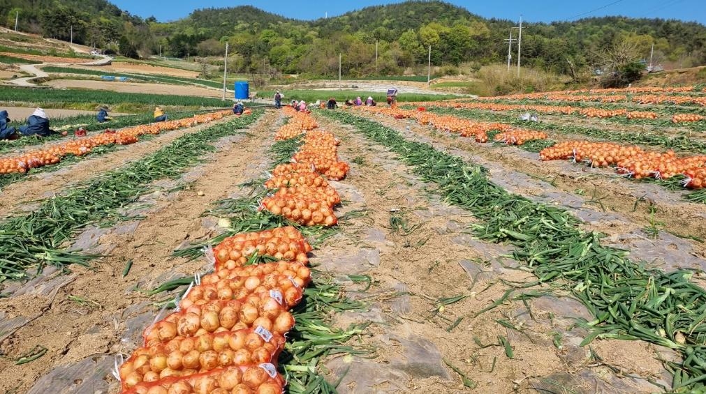 무안군, 조생양파 수급 안정 7천t 시장격리