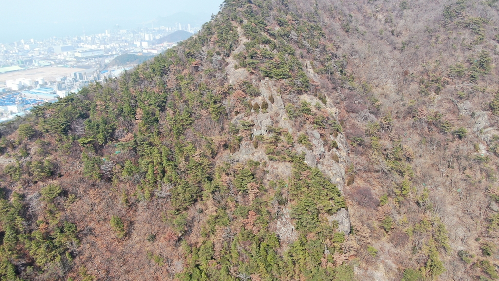 소나무재선충병 피해목 1년 전보다 24% 줄어…31만 그루